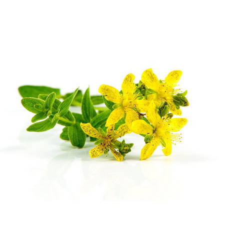 Sar Kantaron (Hypericum perforatum)