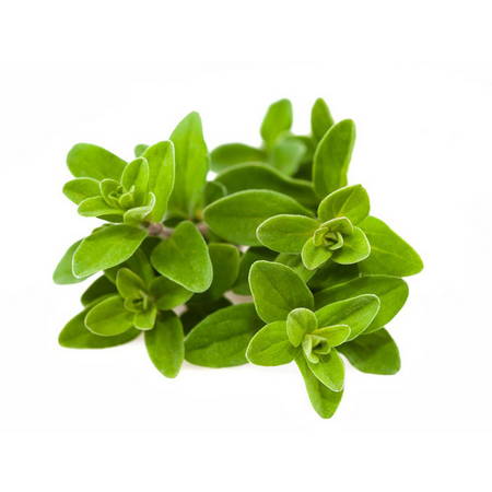 Mercankk (Origanum Majorana)