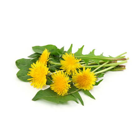 Karahindiba (Taraxacum Officinale)