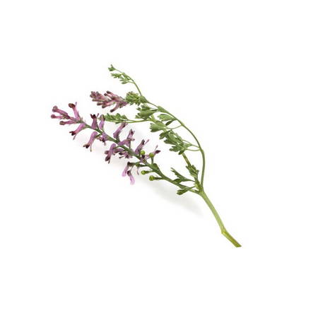 ahtere (Fumaria Officinalis)