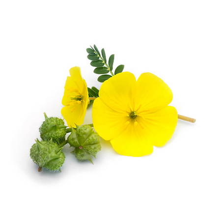 Demirdikeni (Tribulus Terrestris)