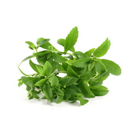 Stevia (Stevia Rebaudiana)