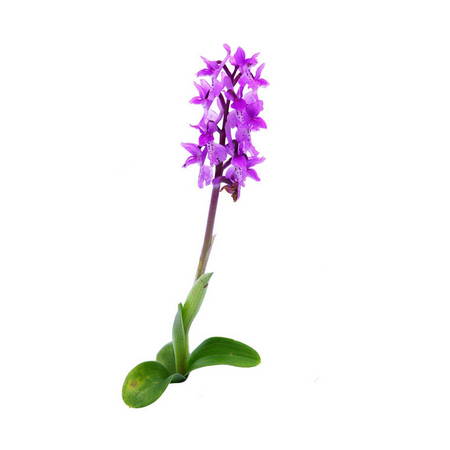 Salep (Orchis Mascula)