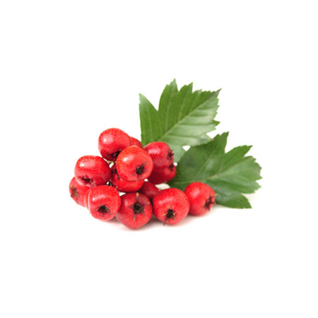 Al (Crataegus Sp.)